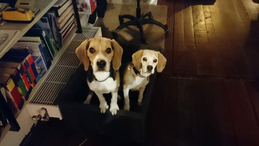 De beagles Cleo en Pablo, die net als Wessel en Yvonne, van varen houden